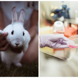 chiny rezygnują z testowania kosmetyków na zwierzętach